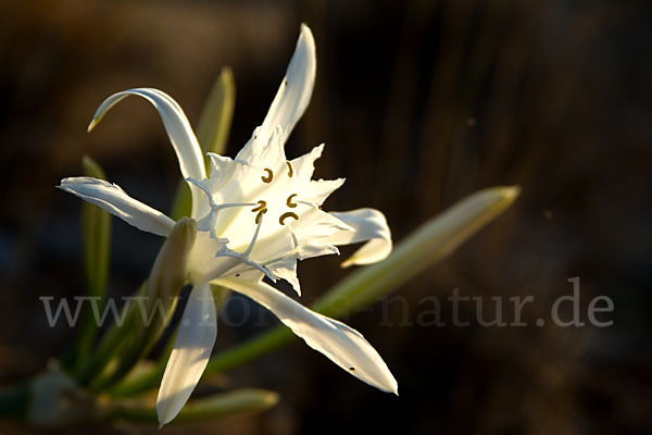 Dünen-Trichternarzisse (Pancratium maritimum)