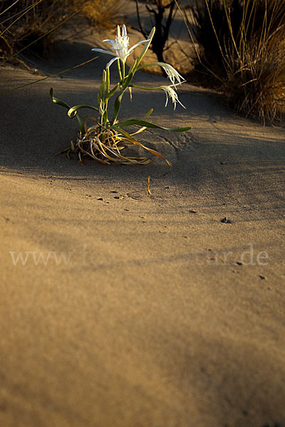 Dünen-Trichternarzisse (Pancratium maritimum)