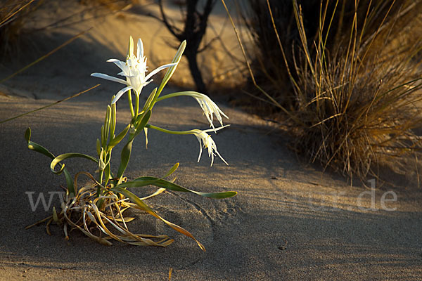 Dünen-Trichternarzisse (Pancratium maritimum)