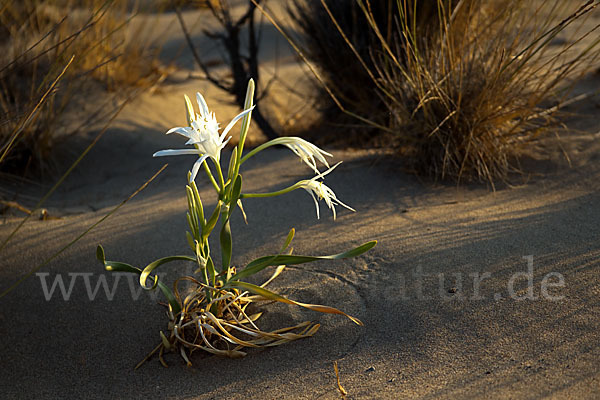 Dünen-Trichternarzisse (Pancratium maritimum)