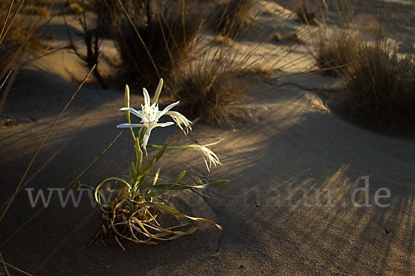 Dünen-Trichternarzisse (Pancratium maritimum)