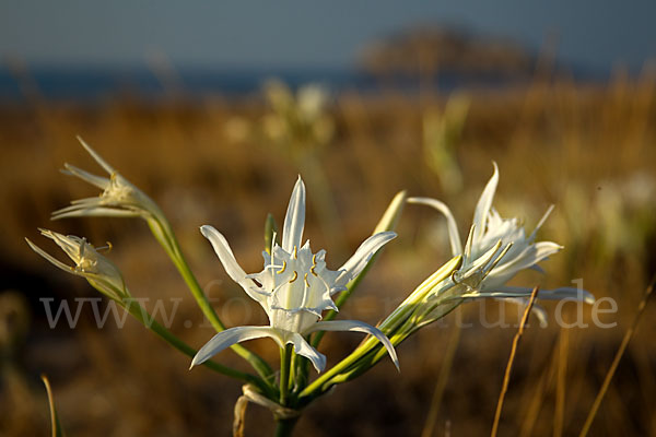 Dünen-Trichternarzisse (Pancratium maritimum)