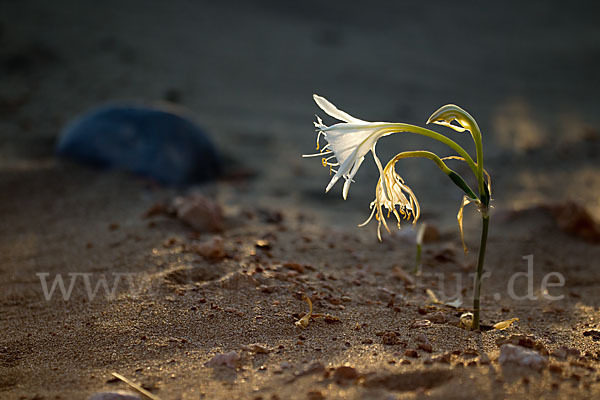 Dünen-Trichternarzisse (Pancratium maritimum)