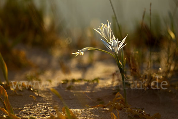 Dünen-Trichternarzisse (Pancratium maritimum)