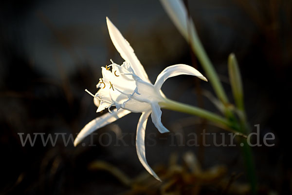 Dünen-Trichternarzisse (Pancratium maritimum)