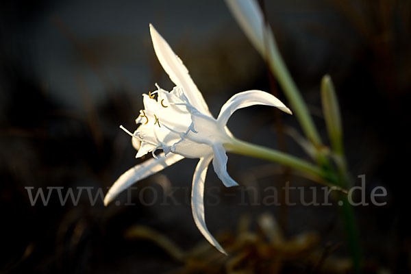 Dünen-Trichternarzisse (Pancratium maritimum)