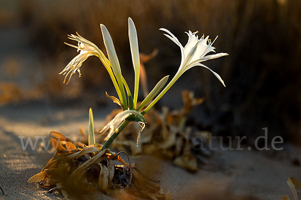 Dünen-Trichternarzisse (Pancratium maritimum)