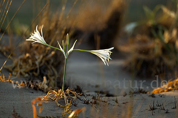 Dünen-Trichternarzisse (Pancratium maritimum)