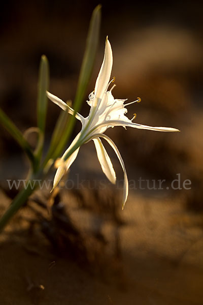 Dünen-Trichternarzisse (Pancratium maritimum)