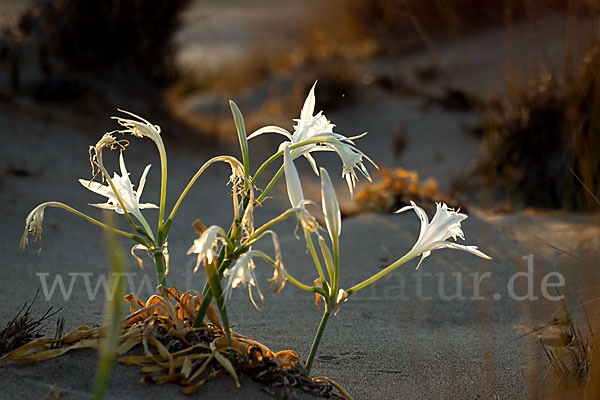 Dünen-Trichternarzisse (Pancratium maritimum)