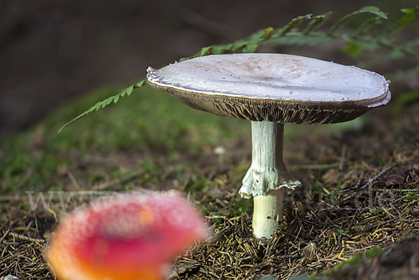 Dünnfleischiger Anischampignon (Agaricus silvicola)