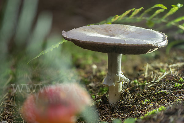 Dünnfleischiger Anischampignon (Agaricus silvicola)