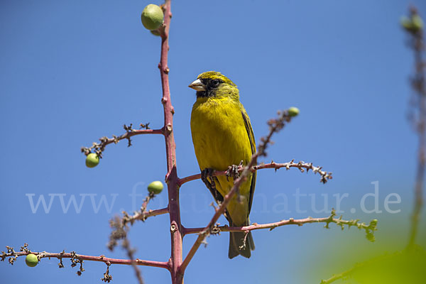 Dünnschnabelgirlitz (Serinus citrinelloides)