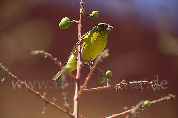 Dünnschnabelgirlitz (Serinus citrinelloides)