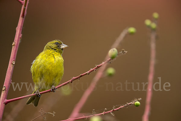 Dünnschnabelgirlitz (Serinus citrinelloides)