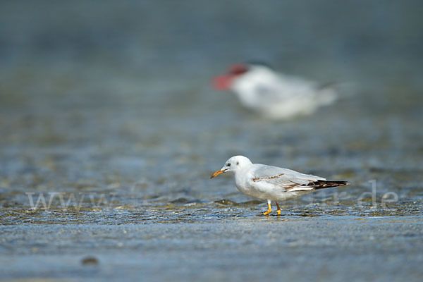 Dünnschnabelmöwe (Larus genei)