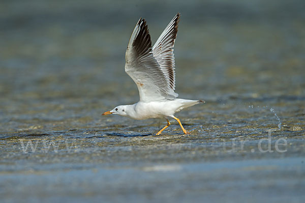 Dünnschnabelmöwe (Larus genei)