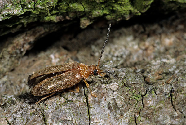 Düsterkäfer spec.1 (Conopalpus testaceus)