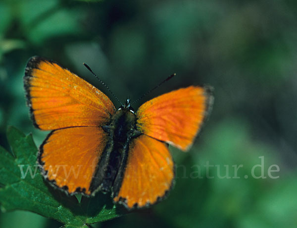 Dukatenfalter (Lycaena virgaureae)