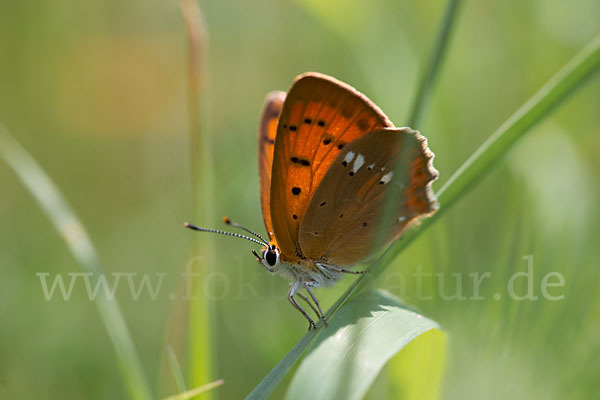 Dukatenfalter (Lycaena virgaureae)