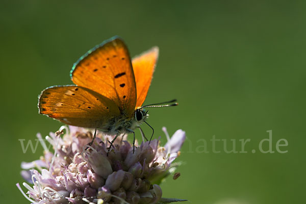 Dukatenfalter (Lycaena virgaureae)