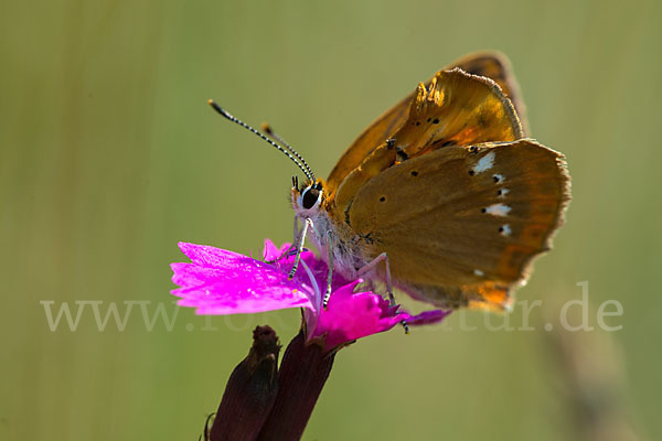 Dukatenfalter (Lycaena virgaureae)