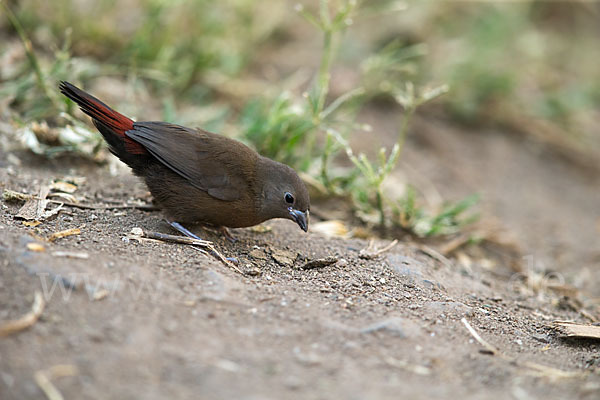 Dunkelamarant (Lagonosticta rubricata)