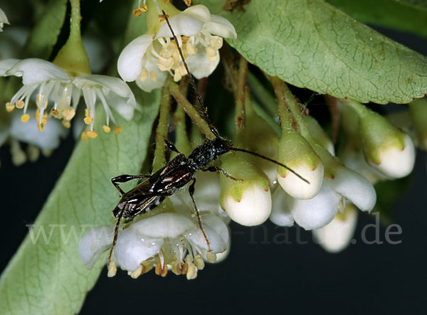 Dunkelschenkliger Kurzdeckenbock (Molorchus minor)