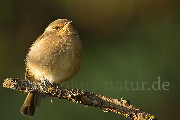 Dunkelschnäpper (Muscicapa adusta)