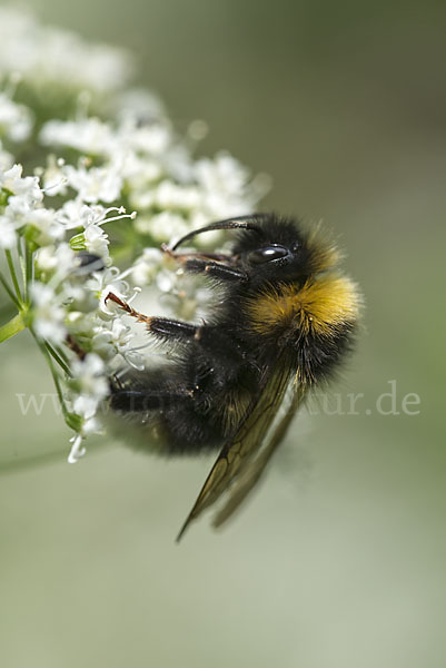 Dunkle Erdhummel (Bombus terrestris)