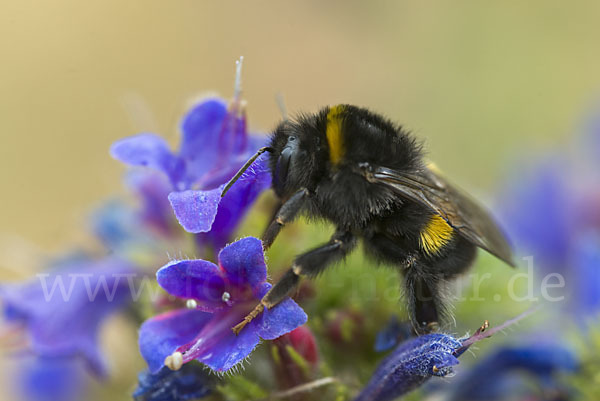 Dunkle Erdhummel (Bombus terrestris)