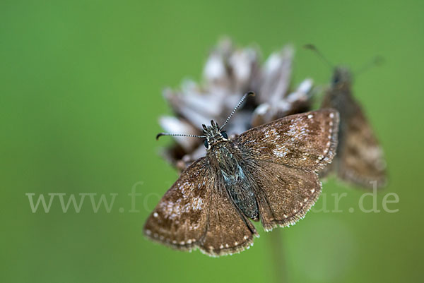 Dunkler Dickkopffalter (Erynnis tages)