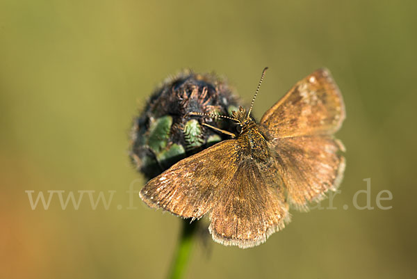 Dunkler Dickkopffalter (Erynnis tages)