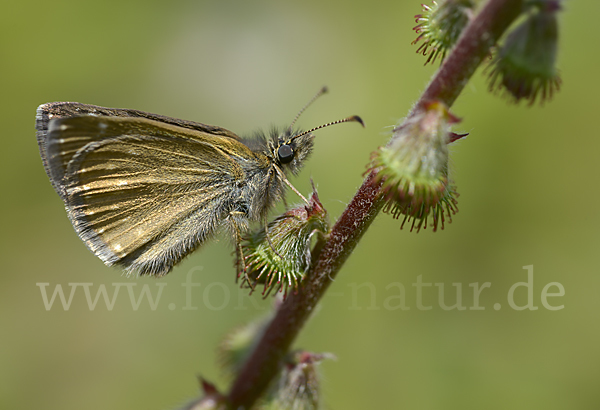 Dunkler Dickkopffalter (Erynnis tages)