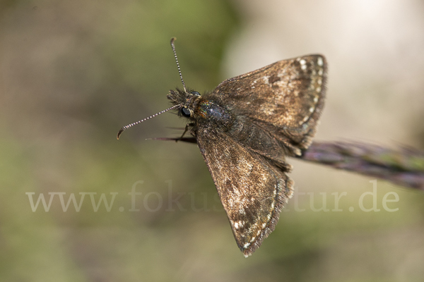 Dunkler Dickkopffalter (Erynnis tages)