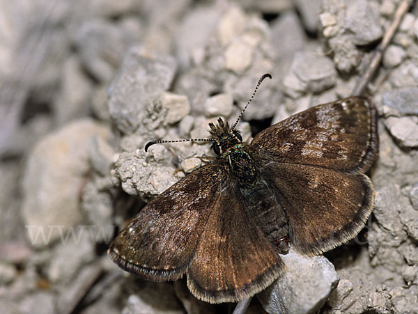 Dunkler Dickkopffalter (Erynnis tages)