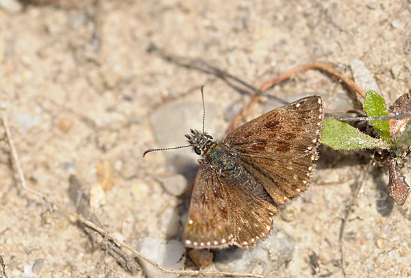 Dunkler Dickkopffalter (Erynnis tages)