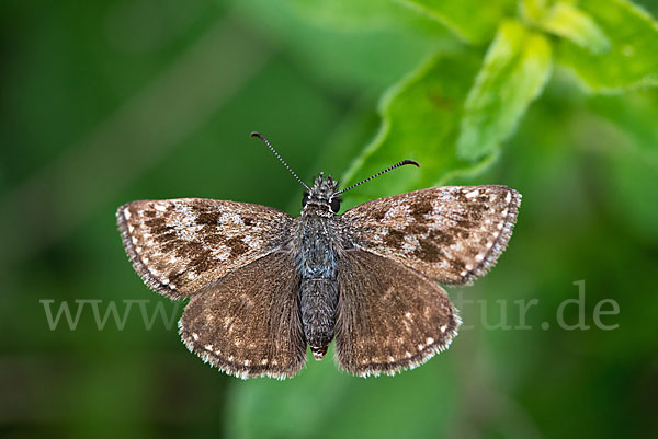 Dunkler Dickkopffalter (Erynnis tages)