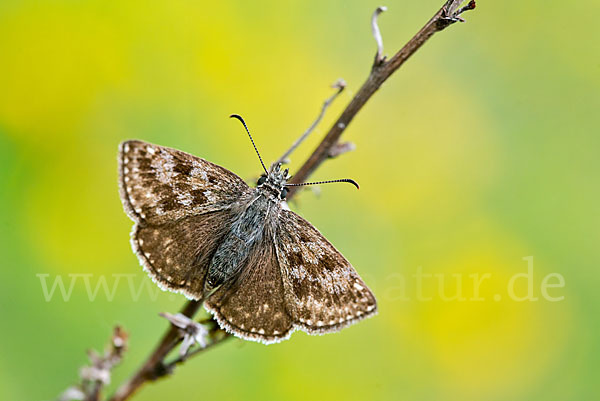 Dunkler Dickkopffalter (Erynnis tages)