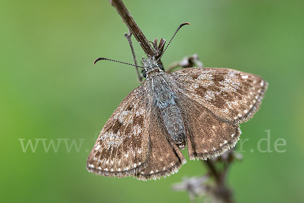 Dunkler Dickkopffalter (Erynnis tages)