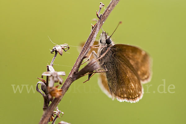 Dunkler Dickkopffalter (Erynnis tages)