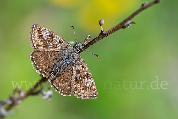 Dunkler Dickkopffalter (Erynnis tages)