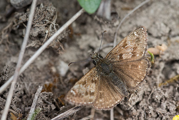 Dunkler Dickkopffalter (Erynnis tages)