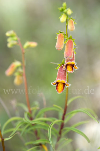 Dunkler Fingerhut (Digitalis obscura)