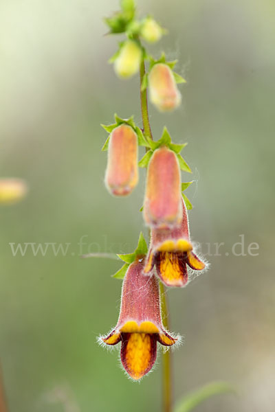 Dunkler Fingerhut (Digitalis obscura)