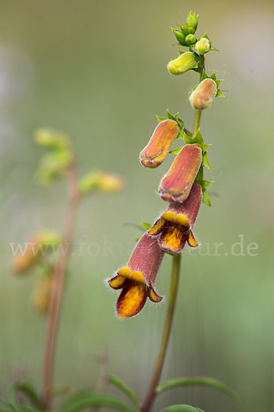 Dunkler Fingerhut (Digitalis obscura)