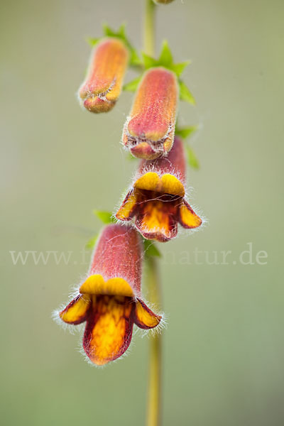 Dunkler Fingerhut (Digitalis obscura)