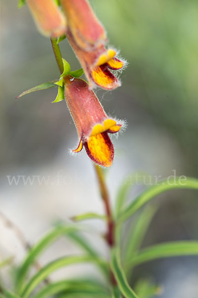 Dunkler Fingerhut (Digitalis obscura)