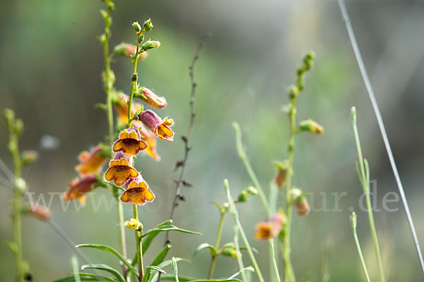 Dunkler Fingerhut (Digitalis obscura)