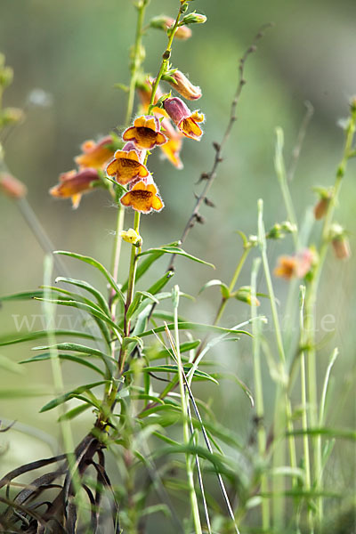 Dunkler Fingerhut (Digitalis obscura)